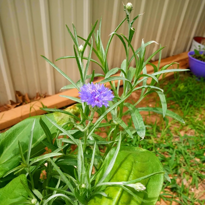plant image 1342904 plant image 1342904