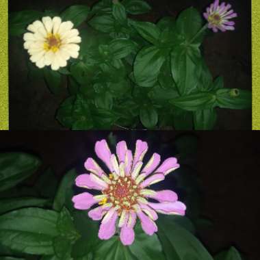 Zinnia elegans