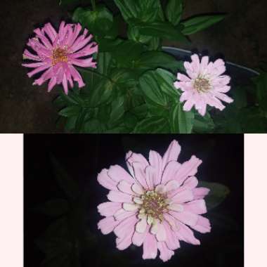 Zinnia elegans