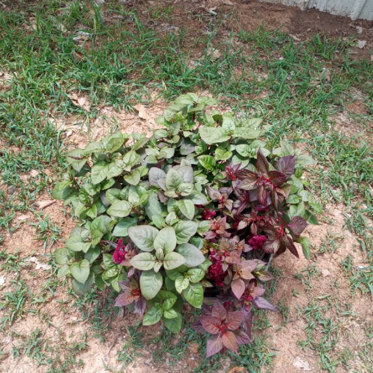 Plant image Celosia argentea plumosa