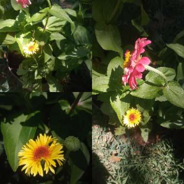 Calendula