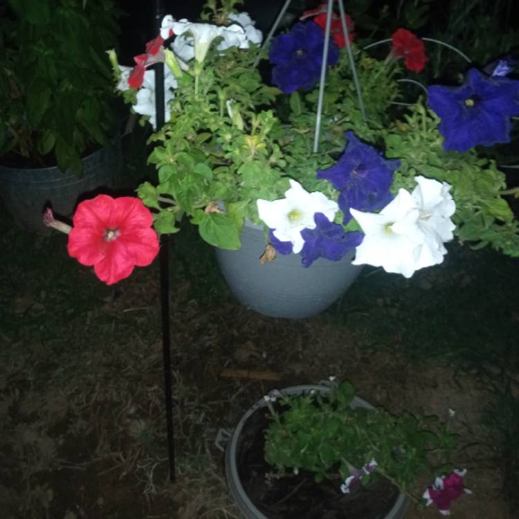 plant image 1354958 plant image 1354958