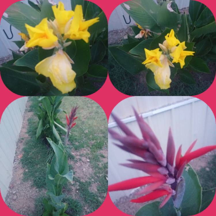 plant image 1365172