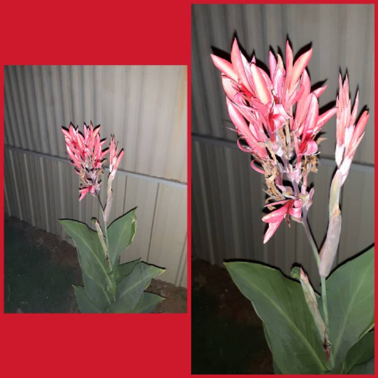plant image 1369980