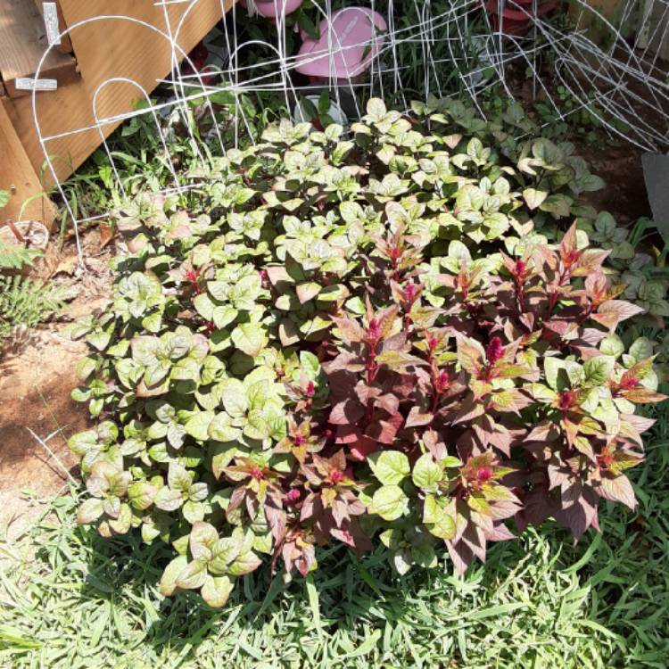 plant image 1370275 plant image 1370275