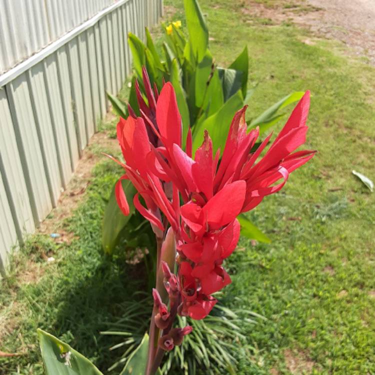 plant image 1370324