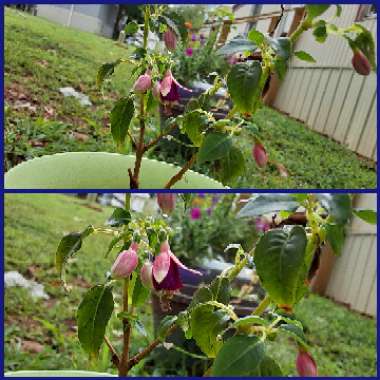 Fuchsia 'Magellanica'