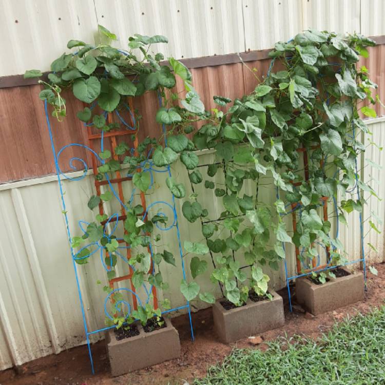 plant image 1371495 plant image 1371495