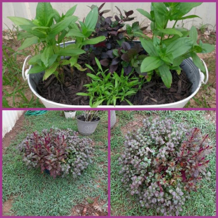 plant image 1373424 plant image 1373424