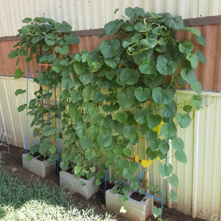 plant image 1373989 plant image 1373989