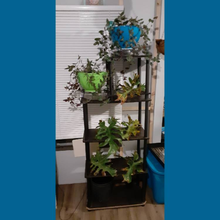 plant image 1375782