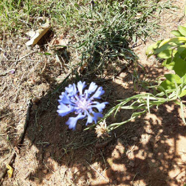 plant image 1380833 plant image 1380833