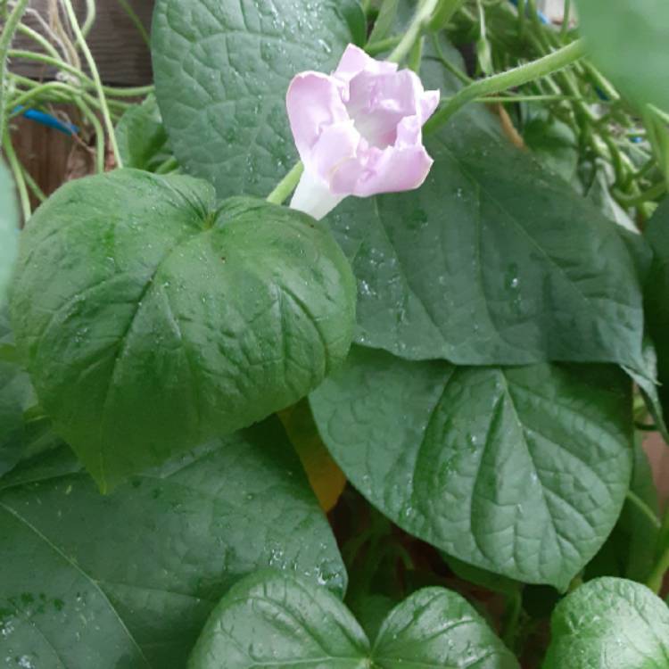 plant image 1381314 plant image 1381314