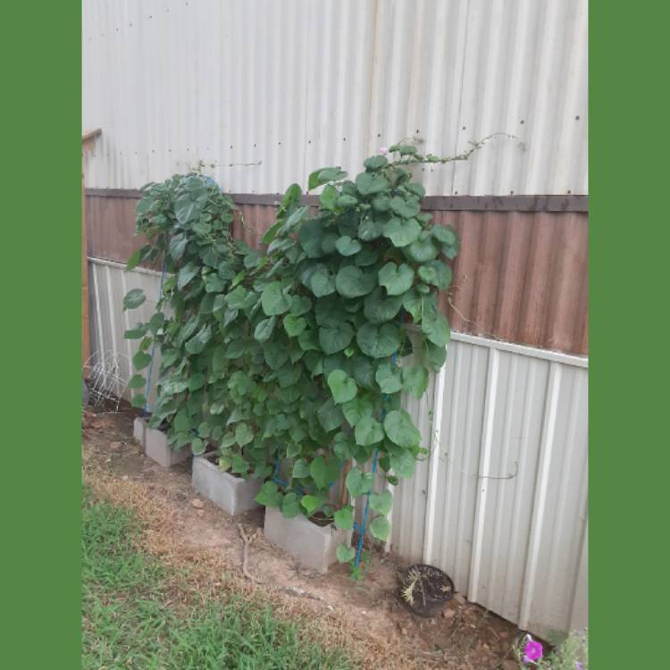 plant image 1381319 plant image 1381319