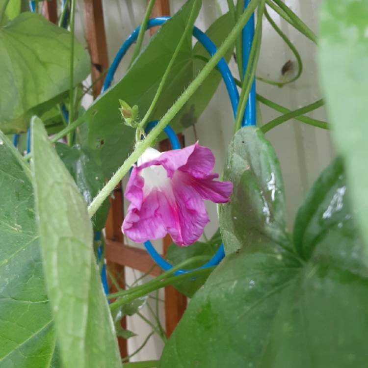 plant image 1384086 plant image 1384086