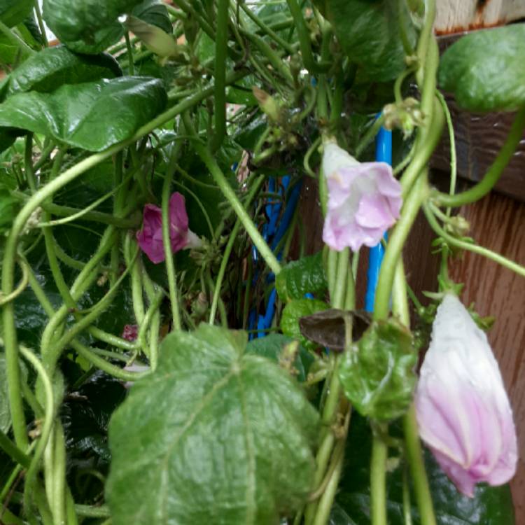plant image 1384087 plant image 1384087