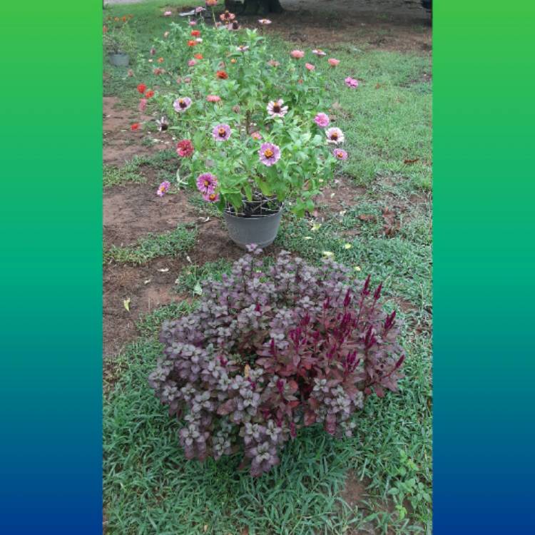 plant image 1385010 plant image 1385010
