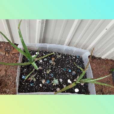 Aloe Vera