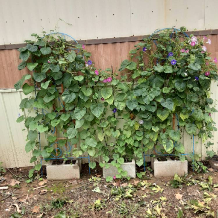 plant image 1397014 plant image 1397014