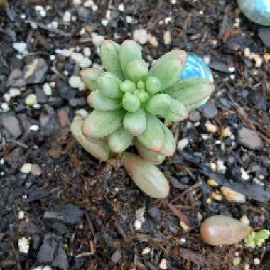 Sedum Rubrotinctum 'Aurora'