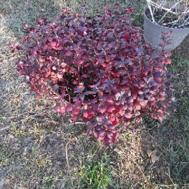 Alternanthera 'Little Ruby'