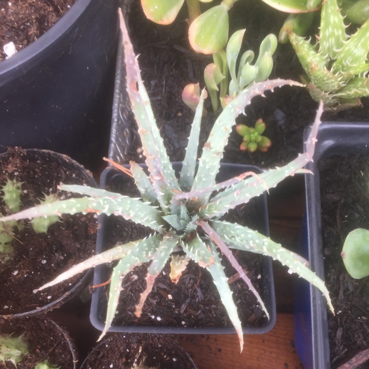 plant image 551889