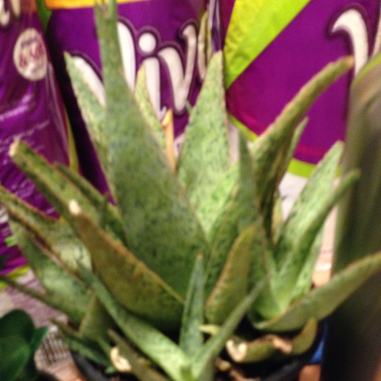 Plant image Aloe 'Pluto'