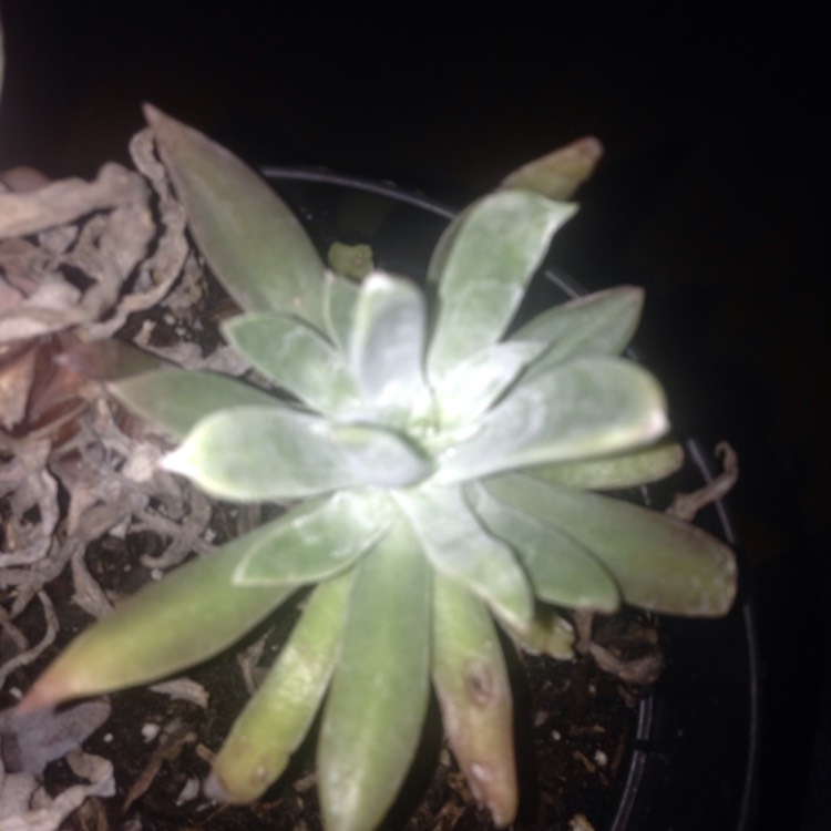 plant image 554545