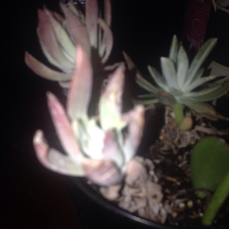 Plant image Dudleya farinosa