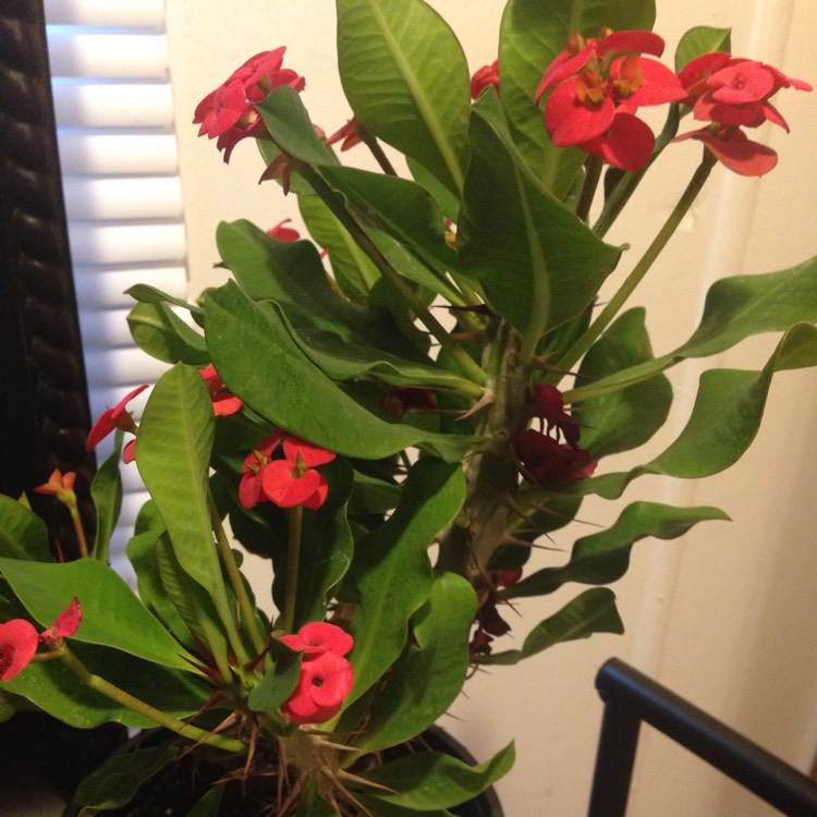 Plant image Euphorbia Milii 'Giant Thai Red'