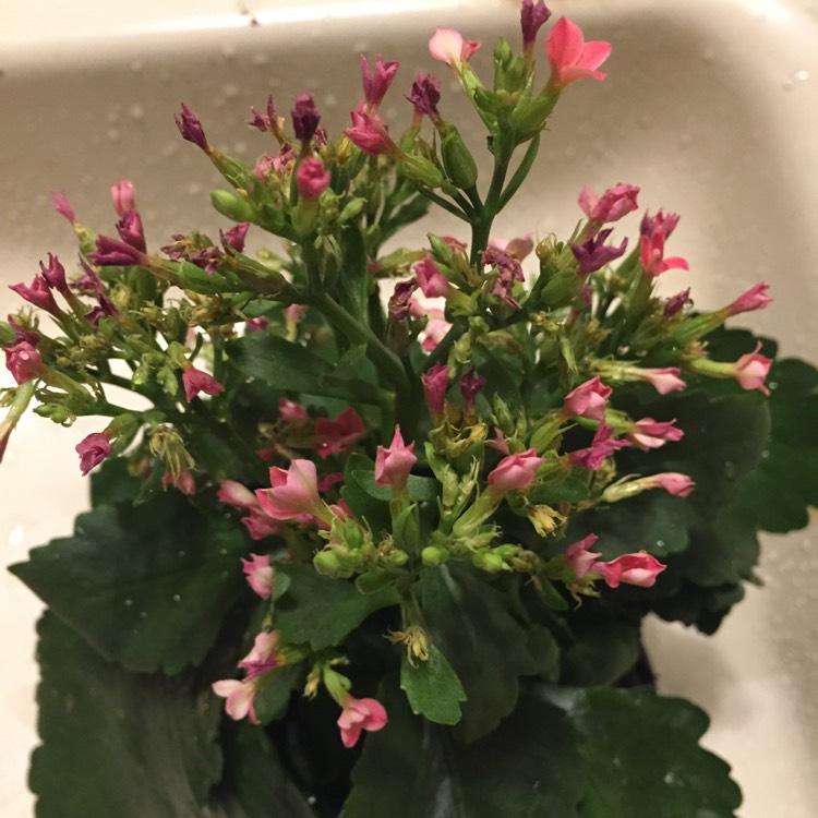 Plant image Kalanchoe blossfeldiana 'Calandiva Pink'