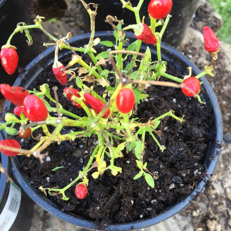 Plant image Capsicum Annuum 'Thai Hot'