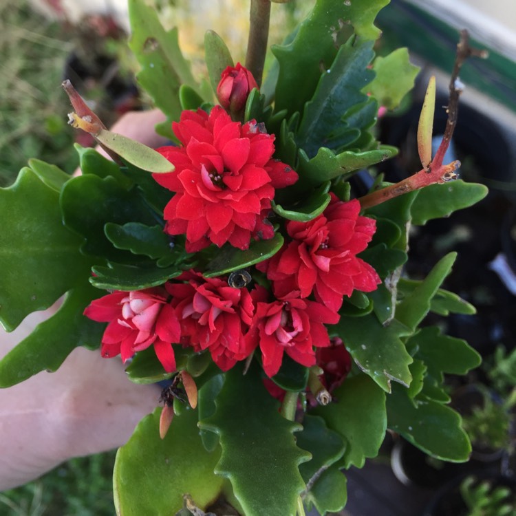 Plant image Kalanchoe blossfeldiana 'Double Flower Variety'
