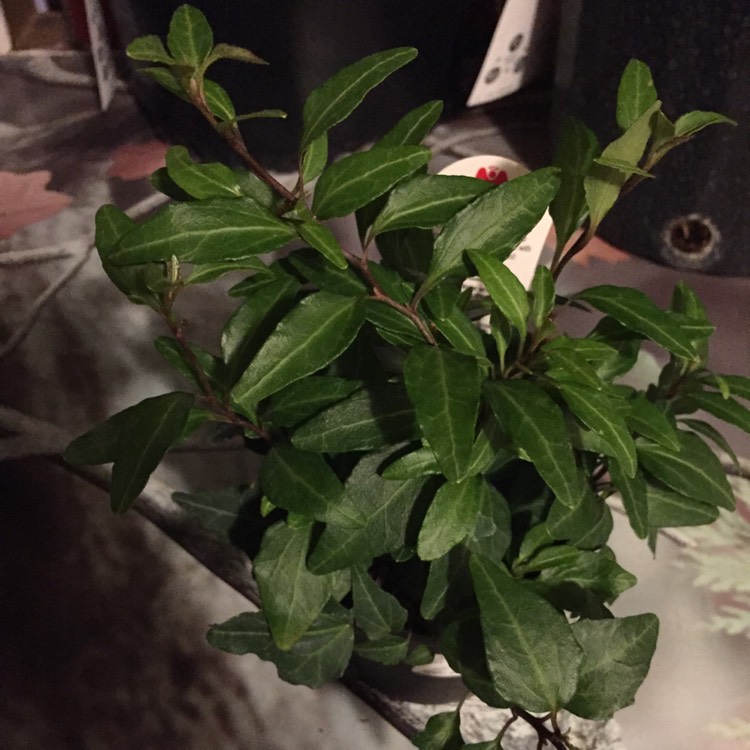 Plant image Hedera helix 'Royal Hustler'