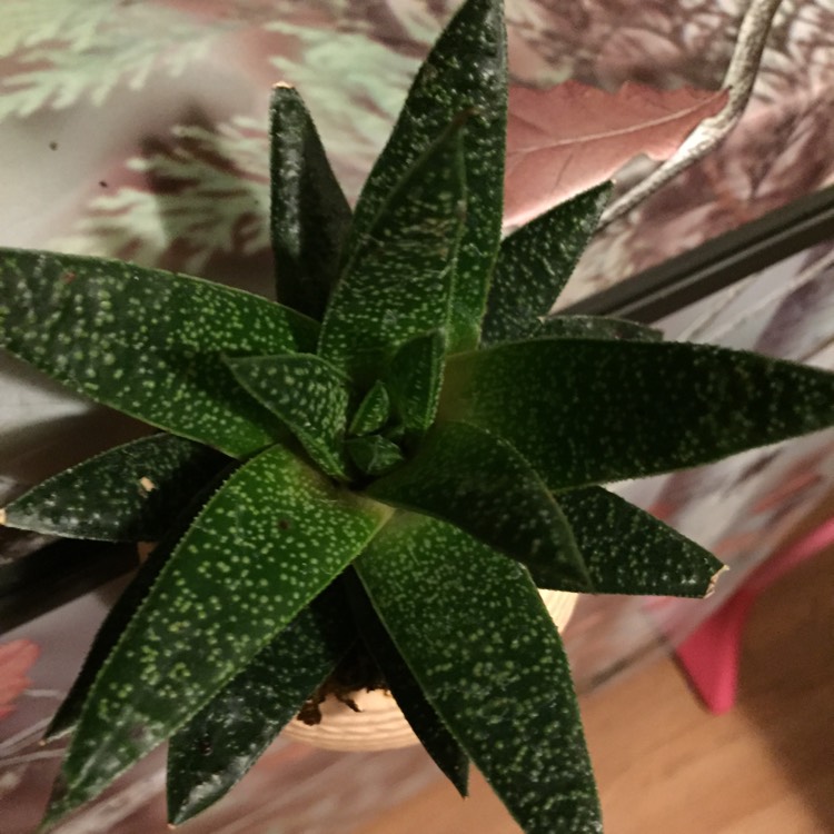 plant image 567968