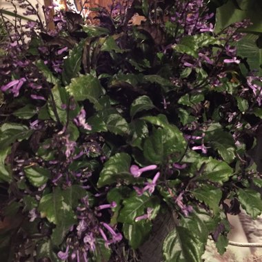 Purple Swedish Ivy