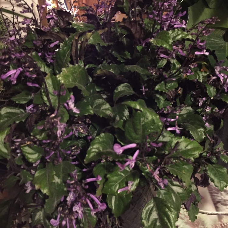 Plant image Plectranthus Purpuratus