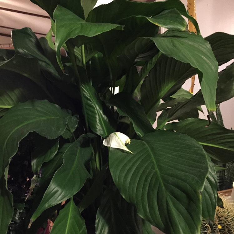 plant image 567974