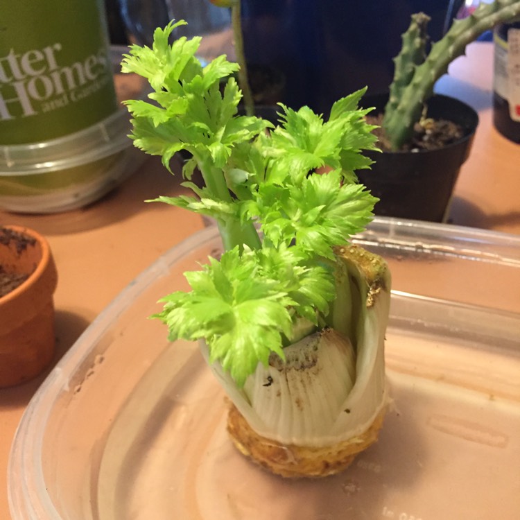 plant image 572127