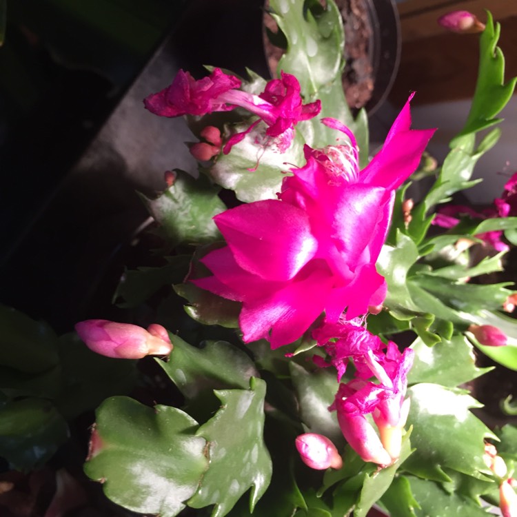 plant image 582295