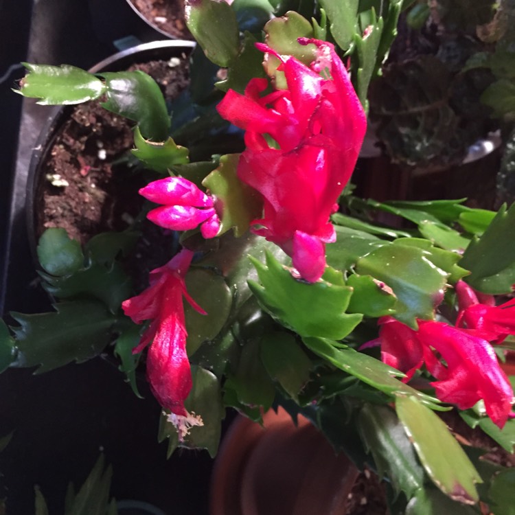 plant image 582296