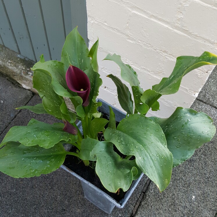 plant image 162910