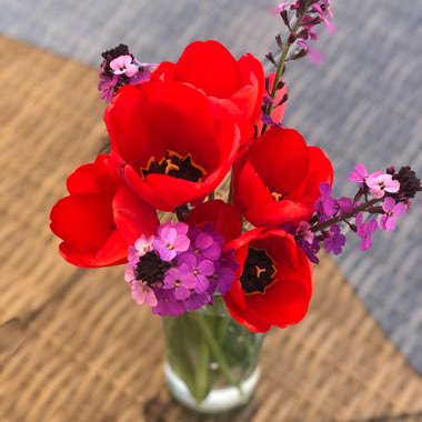 Cheryl's garden