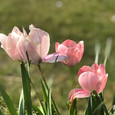 Cheryl's garden