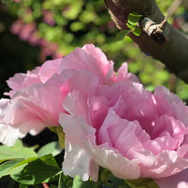 Cheryl's garden