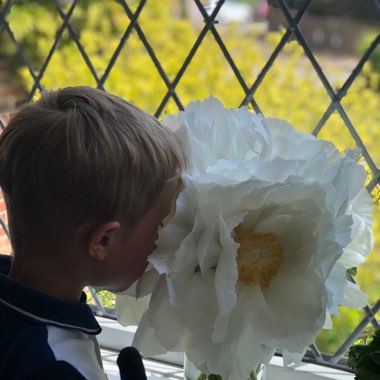 Cheryl's garden