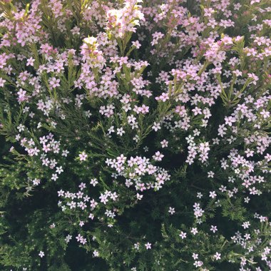Cheryl's garden