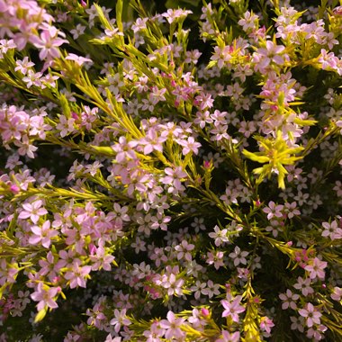 Cheryl's garden