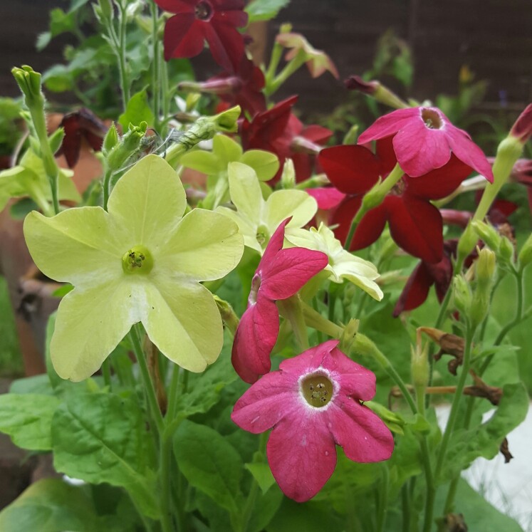 plant image 150529