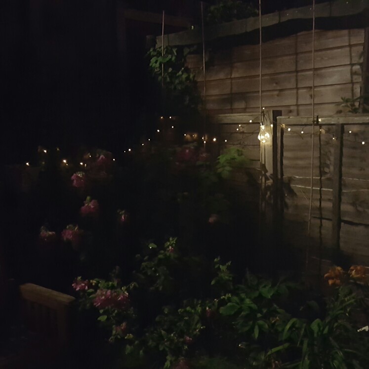 Chiara's garden